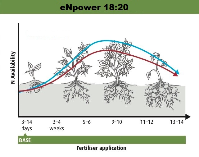Figure 1: Using eNpower 18:20 for the basal application helps provide a more continuous supply of nitrogen to the crop and may reduce the need for top up applications.