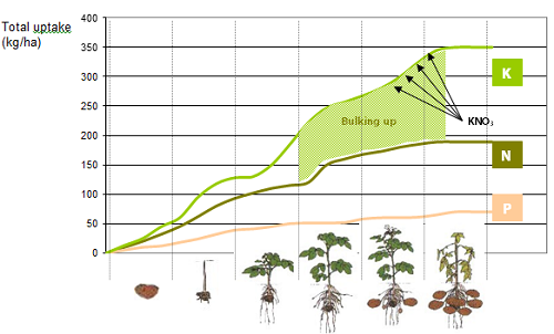 Figure 1: Macronutrient uptake during potato crop growth