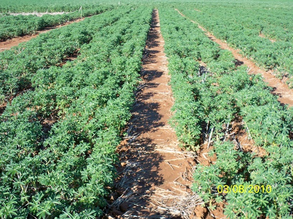 : Albus lupins at Incitec Pivot Fertilisers’ Grenfell long term trial site in 2010. The nil P with the seed is the plot on the left, showing better establishment than the 10 kg/ha of phosphorus as triple superphosphate treatment in the plot on the right