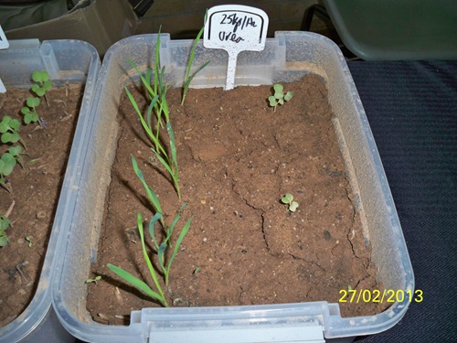 Photo 2: No fertiliser (left) was better than  25 kg/ha of urea (right) for the canola in this seed sensitivity test. 