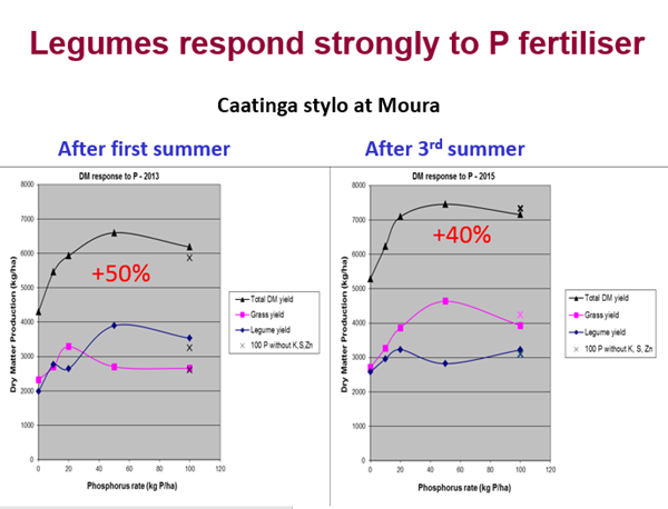 Figure 2: Response of Caatinga stylo to phosphorus fertiliser at Moura in 2013 and 2015. Source: Gavin Peck, QDAF