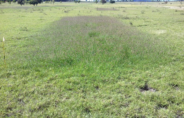 Photo 1: An example of a pasture response to nitrogen in a test strip.
