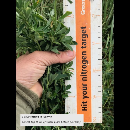 Tissue testing in lucerne Collect top 15 cm of whole plant before flowering.