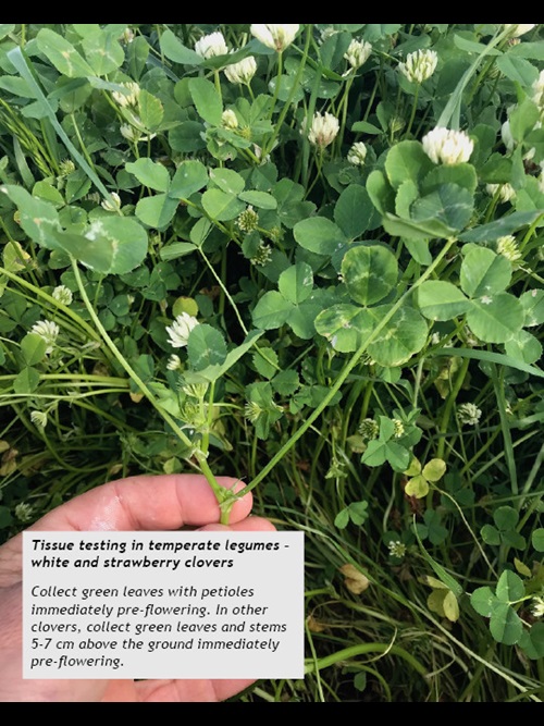 Tissue testing in temperate legumes – white and strawberry clovers Collect green leaves with petioles immediately pre-flowering. In other clovers, collect green leaves and stems 5-7 cm above the ground immediately pre-flowering. 