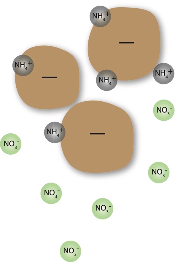 Figure 1: Nitrogen in the soil. Nitrate nitrogen (NO3-) is negatively charged and repelled by the soil, so is susceptible to leaching, while ammonium nitrogen (NH4+) is positively charged and attracted to negatively charged soil particles and organic matter.