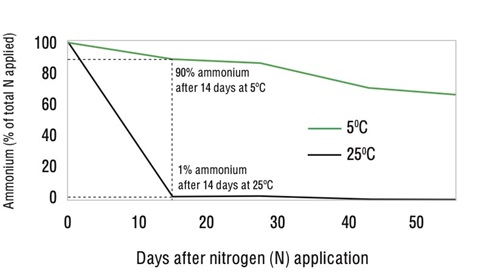 Figure 2: Conversion to nitrate nitrogen may be rapid in warmer soils. Ammonium levels over time from applied urea at two soil temperatures. This experiment was conducted in a moist alkaline vertosol soil (pHw 7.8, 60% water filled pore space). Source: Chen, D, Suter, H et al (2008) Australian Journal of Soil Research, Vol 46, pp 289-301.