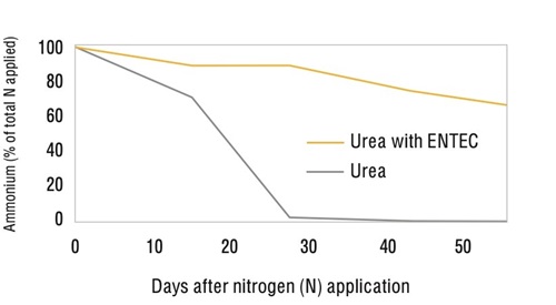 Figure 3: ENTEC stabilises nitrogen in the ammonium form. This experiment was conducted with urea in a moist alkaline vertosol soil at 15oC (pHw 7.8, 60% water filled pore space). Source: Chen, D, Suter, H et al (2008) Australian Journal of Soil Research, Vol 46, pp 289-301.