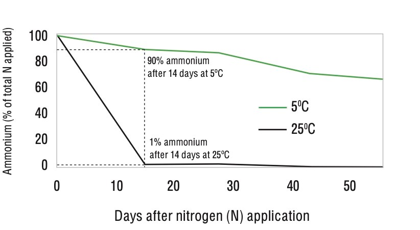 Figure 2: Conversion to nitrate nitrogen may be rapid in warmer soils. Ammonium levels over time from applied urea at two soil temperatures. This experiment was conducted in a moist alkaline vertosol soil (pHw 7.8, 60% water filled pore space). Source: Chen, D, Suter, H et al (2008) Australian Journal of Soil Research, Vol 46, pp 289-301.